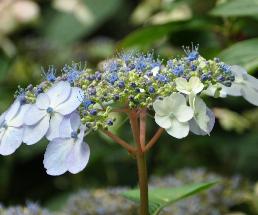 HydrangeaserrataBluebirdcloseupaugustusVN