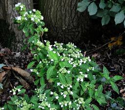 HydrangeaserrataWhiteDwarfglobalview