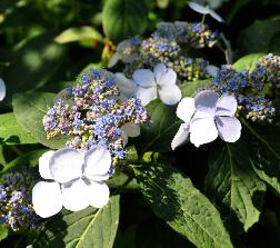 HydrangeaserrataForgetmenotVN