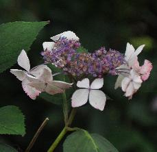 HydrangeaserrataGrayswoodvnn