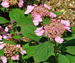 HydrangeaserrataHallasanvn