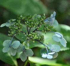 HydrangeaserrataHoshino3vn