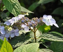 Hydrangea serrata 'Impératrice Eugenie' clsup