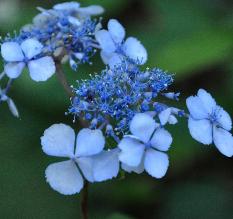 HydrangeaserrataIsusaiJaku