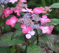 hydrangeaserrataKurenaiBoisdesmoutiers