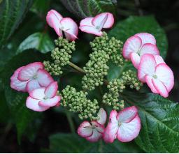 HydrangeaserrataKyosumiVNonzetuin