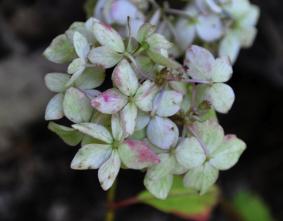 HydrangeaserrataMaikouitbloei2augustus