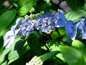 HydrangeaserrataMiranda