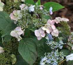 HYDRANGEASERRATAMONTASOVN