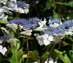 HydrangeaserrataOdorikaAmachavn4