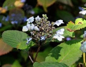 HydrangeaserrataSansukukKorea