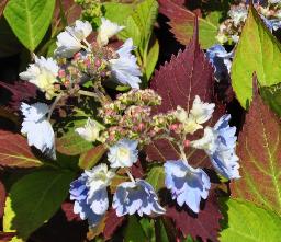 HydrangeaserrataCapSizunfloraisonenmaivn