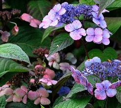 HydrangeaserrataSohjoClosduCoudraymiddenaug