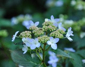 HydrangeaserrataTiaravncloseupjuni2011