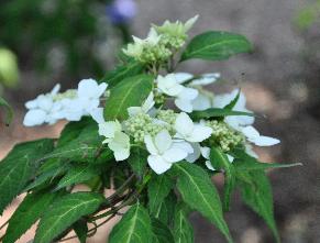 Hydrangeaserratavarangustatacloseup