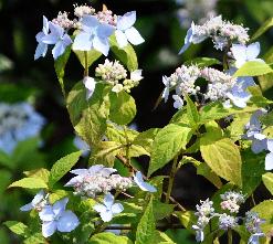 HydrangeaserratavarThunbergii