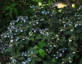 HydrangeaserrataWoodlanderglobalpic2august2