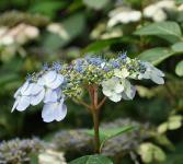 HydrangeaserrataBluebirdcloseupaugustusVN