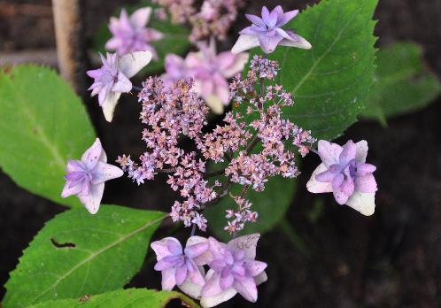 Hydrangea-serrata Miyama Aye Murasaki begin uitbloei