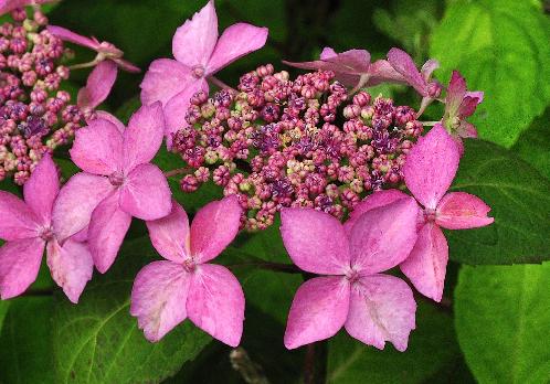 HydrangeaserrataKuroHimecloseupbloemenTuinvanDirkSTaels