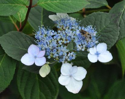 Hydrangea serrata 'Belzonii' CLoseupbij