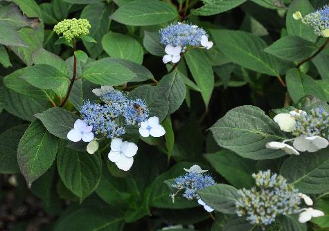 HydrangeaserrataBelzonii