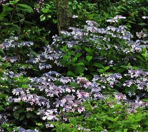 HydrangeaserrataBlueBirdgroepsbeplanting