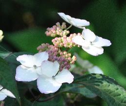 HydrangeaserrataBeniGakuVNN