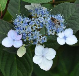 HydrangeaserrataBelzoniiCLoseupbij