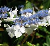 HydrangeaserrataOdorikaAmachavn4