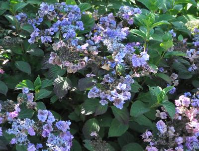 Hydrangea serrata Santiago