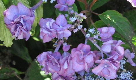 Hydrangea serrata Santiago closeup kruising Mount Aso met  H.macrophylla