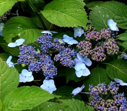 HydrangeaserrataBlueBillow