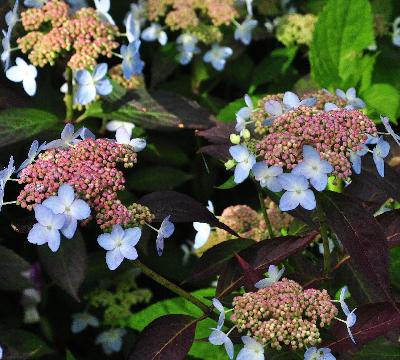 HydrangeaserrataTiarajuni2012closeupbloemenvn