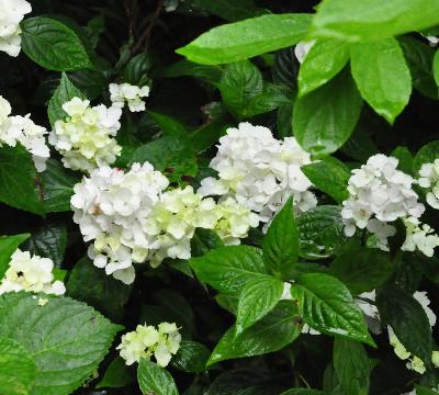 Hydrangea serrata Beni Temari begin juli