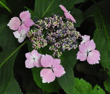 HydrangeaserrataLilacinabijenplant