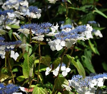 HydrangeaserrataOdorikaAmachavn4