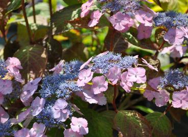 Hydrangeaserrataklaverenjuli