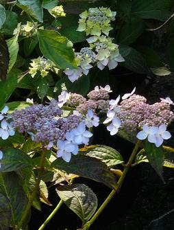 HydrangeaserrataTiara1