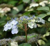 HydrangeaserrataBluebirdcloseupaugustusVN