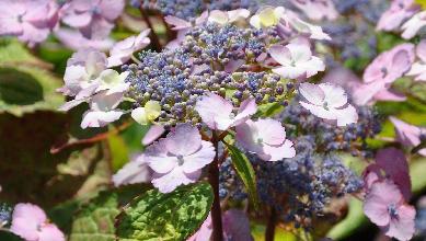 Hydrangeaserrataklaverenjuli2