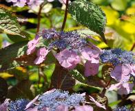 Hydrangea serrrata 'klaveren' juli4