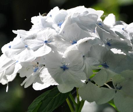 HydrangeaSvanhildVVNicehorizontaal