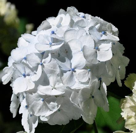 HydrangeaSvanhildcloseupvn