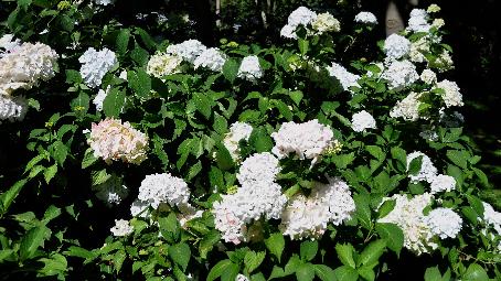 HydrangeaSvanhild