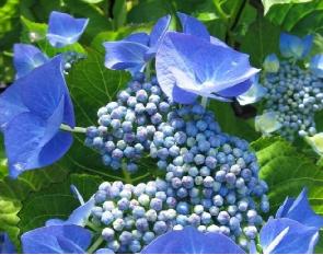 HydrangeaTaubeeindjuli