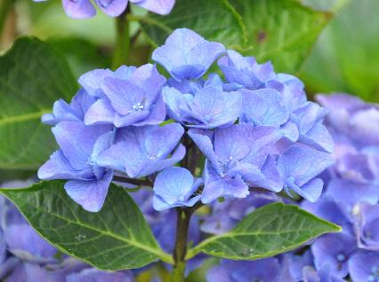 HYdrangeaVenedigsynVeniceCityLineRamppF1991Closeup