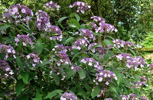 Hydrangea villosa 