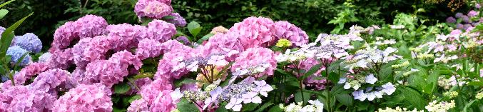 Hydrangeawolkeindjuli