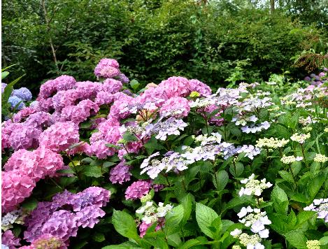 Hydrangeawolkeindjuli